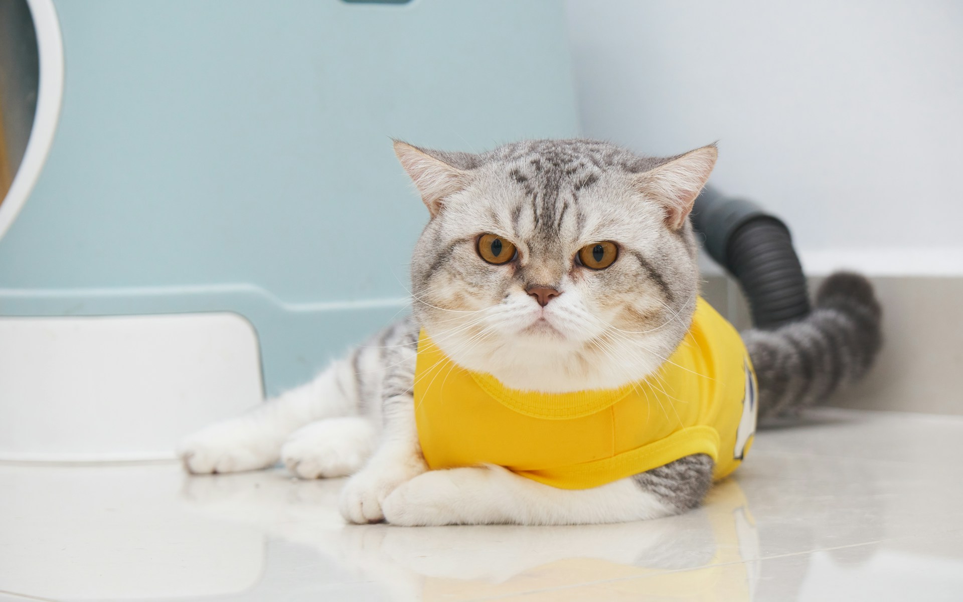 Caturdays